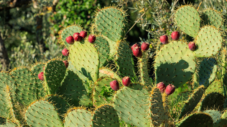 Prickly pear cacti
