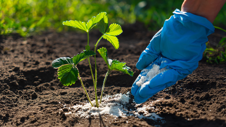 A hand dropping some fertilizer on a strawberry plant.