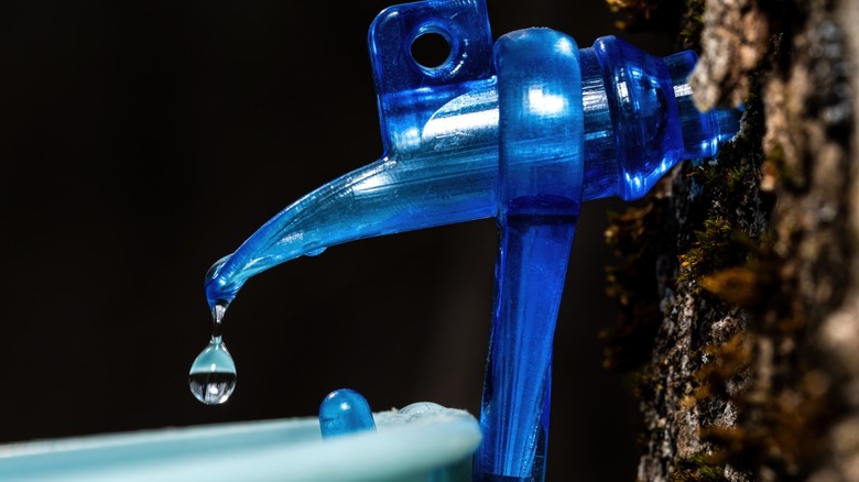 maple water dripping from tap