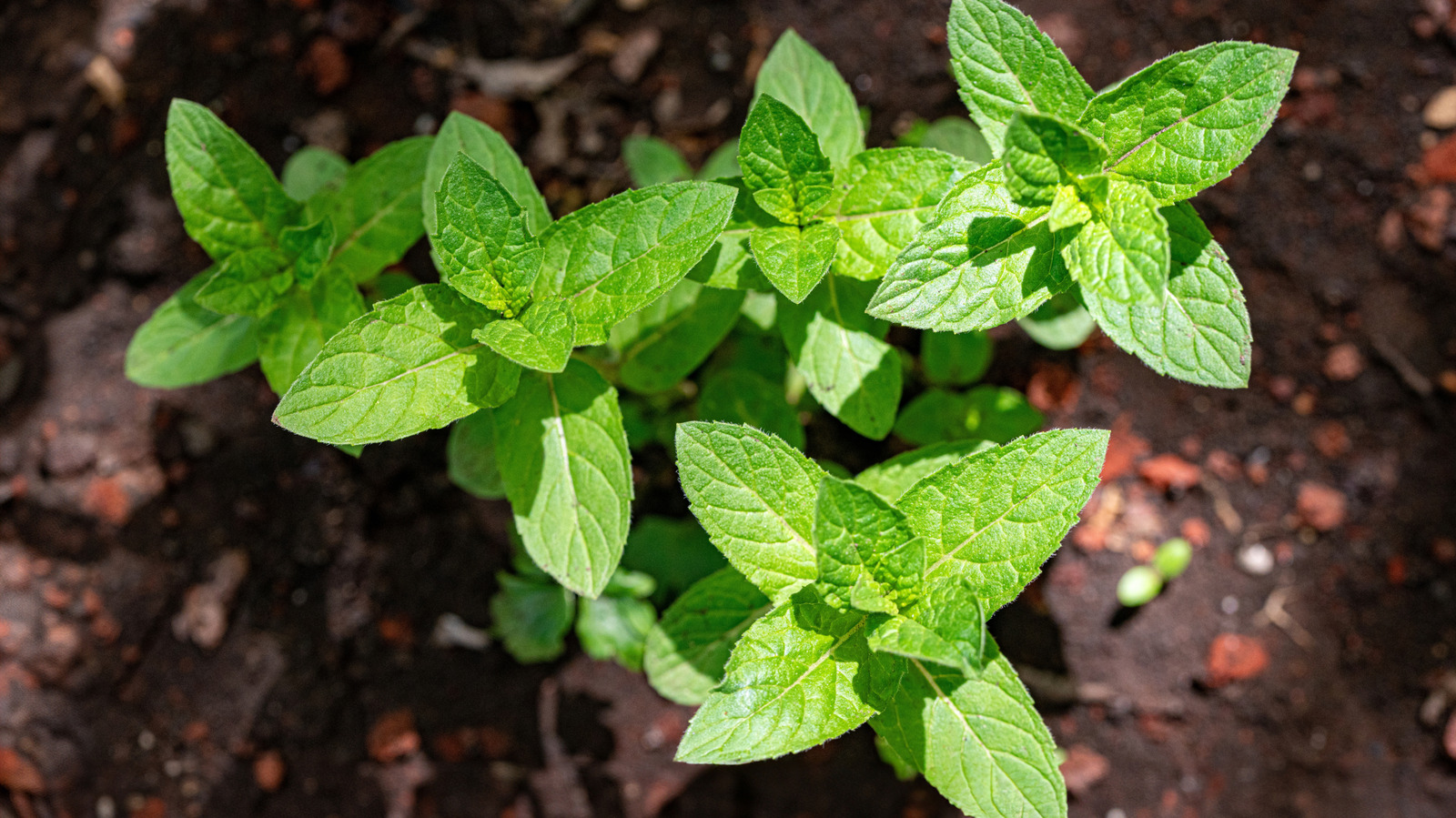 Does Mint Prefer A Sunny Or Shady Spot In Your Garden?