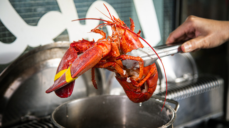 Chef grabbing a cooked lobster from a pot