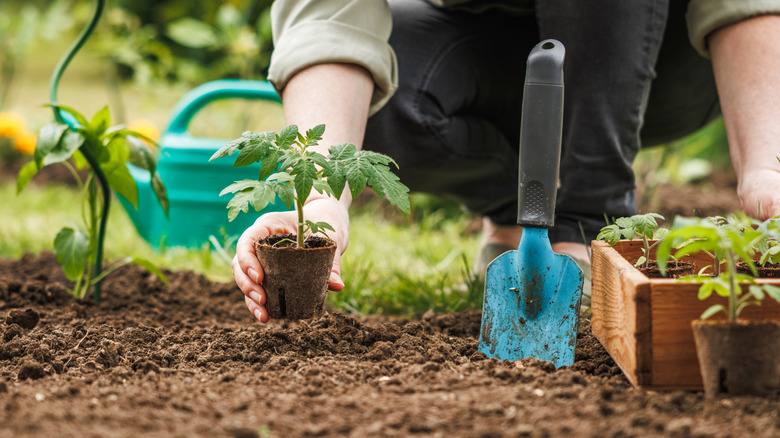 Planting seedlings in soil
