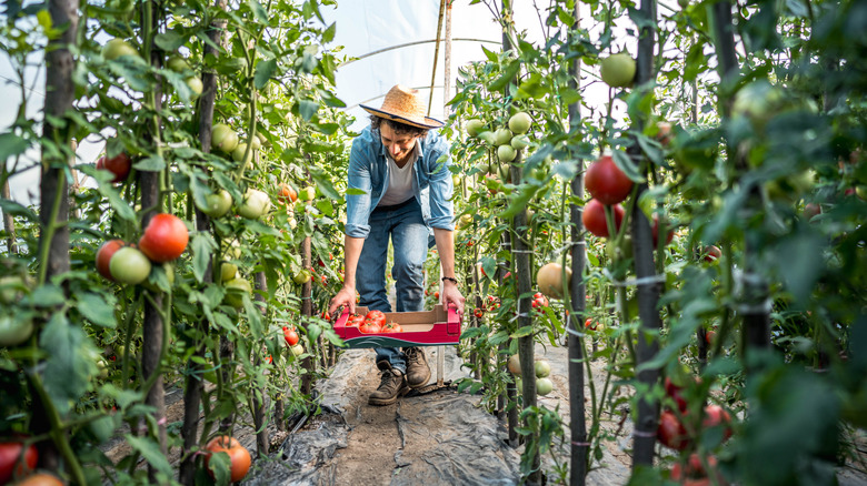 Person picking garden tomatoes