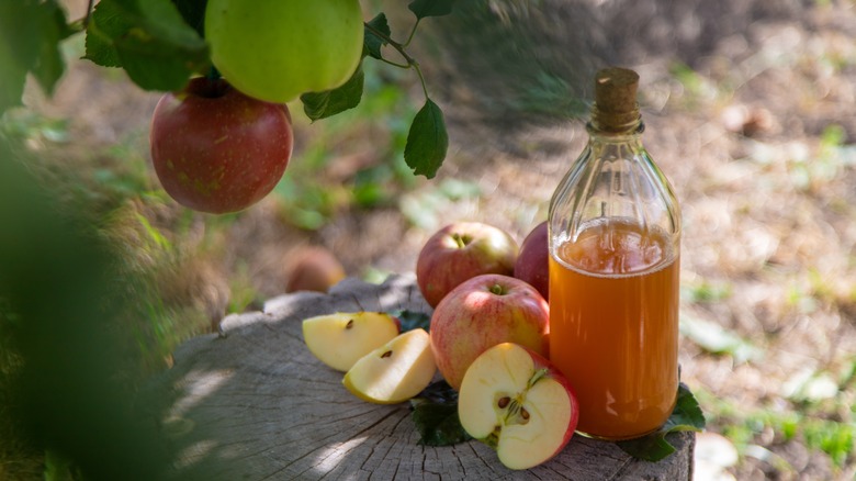 Jar of apple cider vinegar next to apples and under an apple tree in a garden
