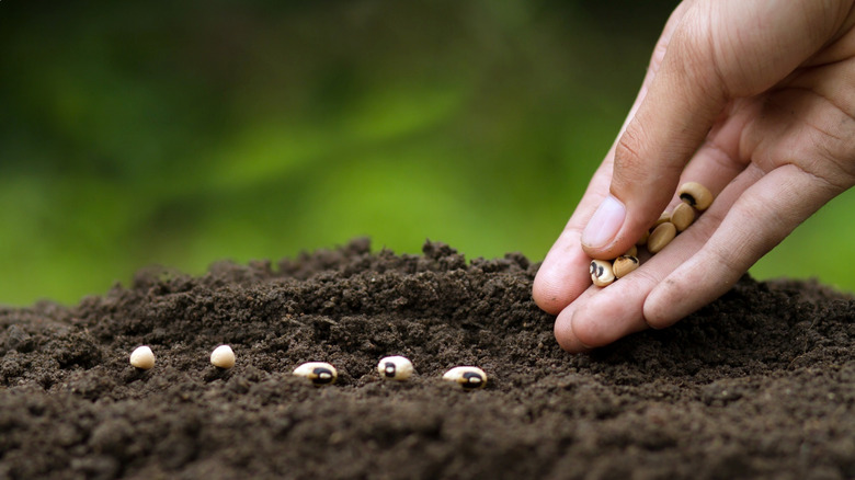 a hand plants seeds in rich soil with a green background