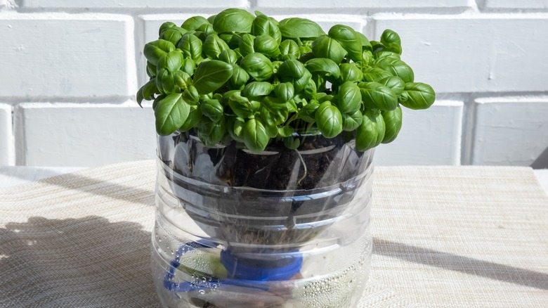 basil growing inside a DIY plastic bottle planter