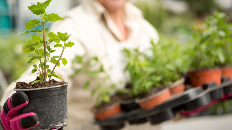 seedling in a store
