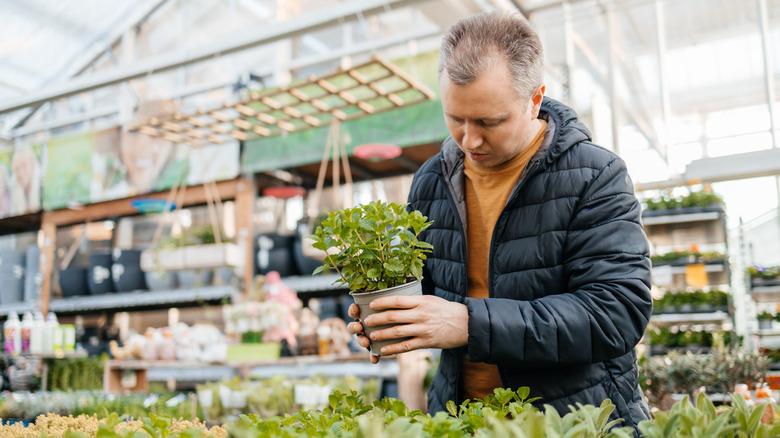 man picking up plant at store