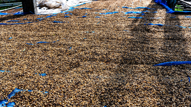 Coffee beans drying during processing
