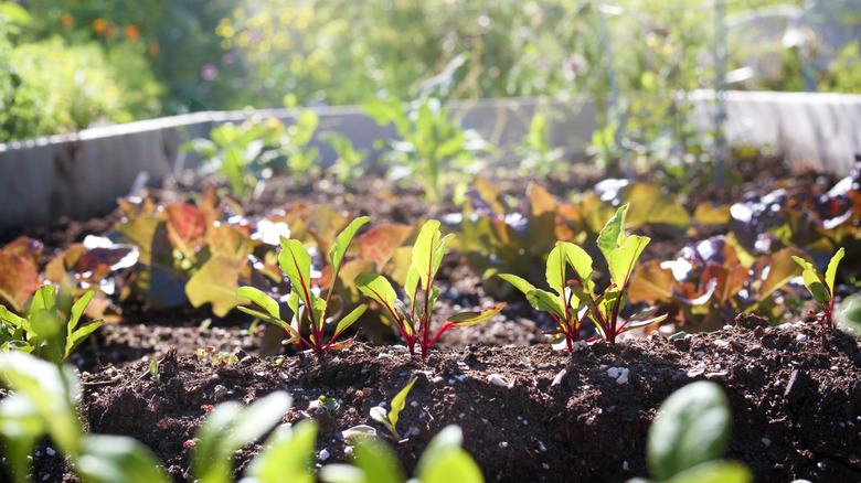 Small, leafy seedlings starting to grow in a home garden.