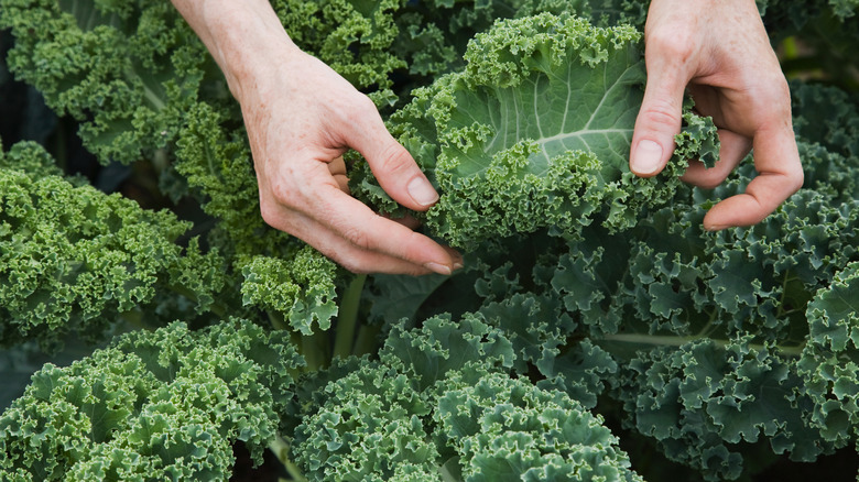 Two hands inspecting a leaf of kale growing off of a larger plant in a home garden.