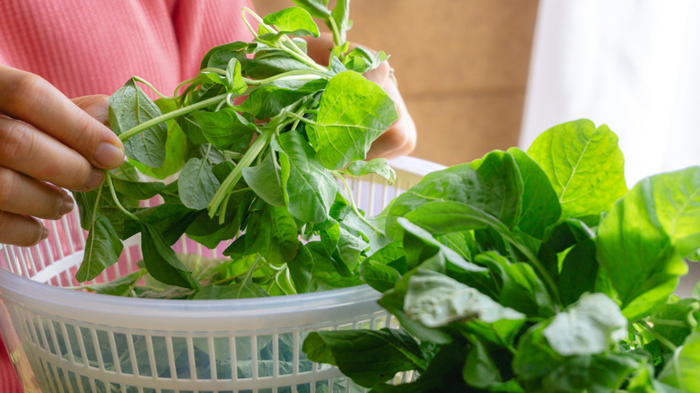 hand sorting spinach