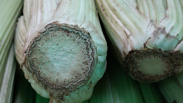 Celery Bottoms