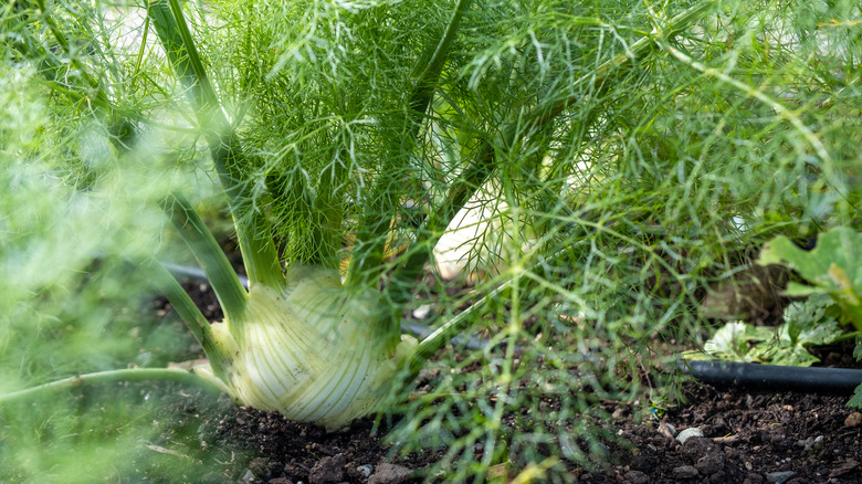 Fennel in Garden