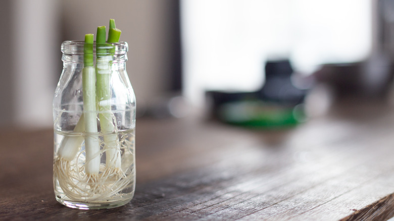 Growing Green Onions