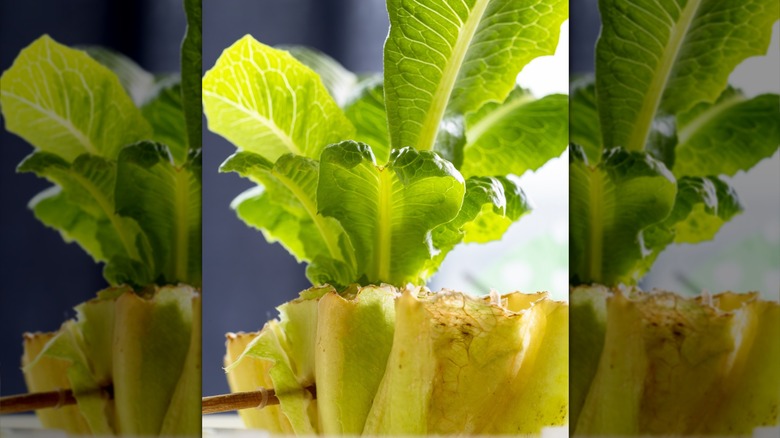 Growing Lettuce from Cutting