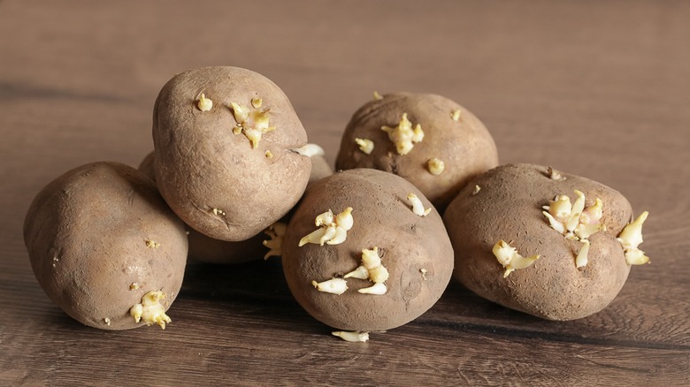 Sprouted Potatoes