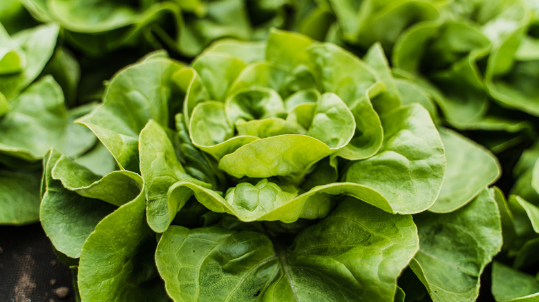 A closeup of a head of lettuce in a field