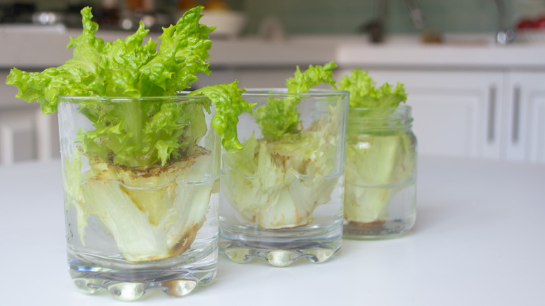 A row of three tiny lettuce butts growing in water in glasses on a windowsill.