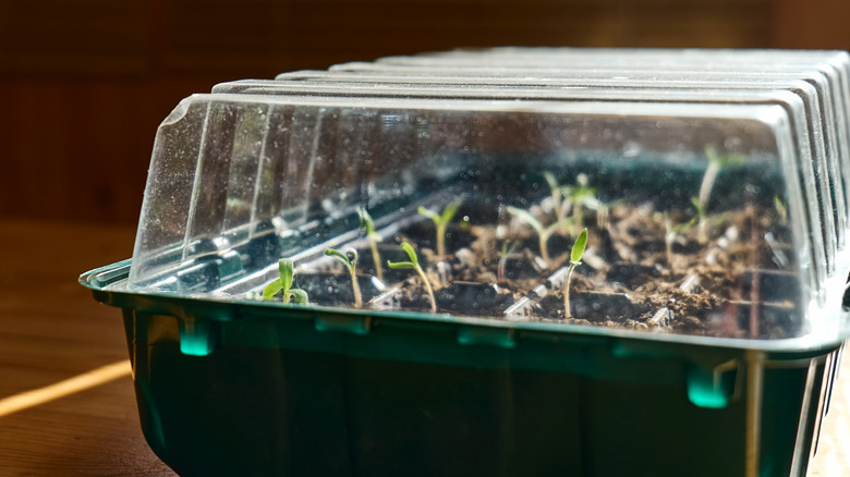 a plastic clamshell container with rows of seedlings inside