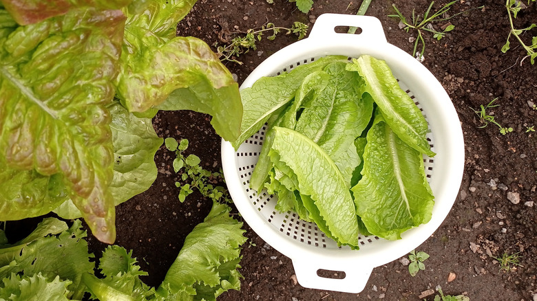 lettuce in a strainer in the garden