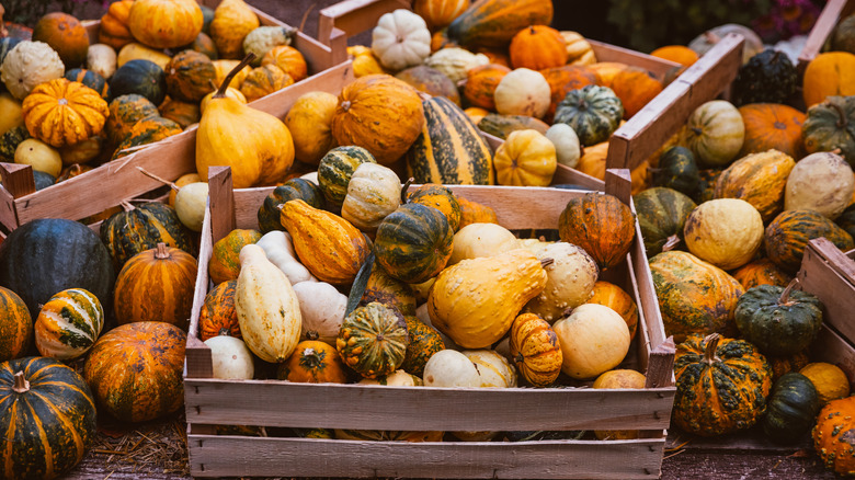a section of fall produce outdoors, featuring varieties of pumpkins and squashes