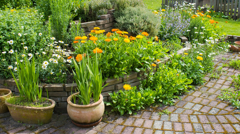A blooming flower and herb garden