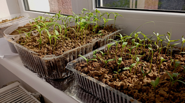 Microgreens in windowsill grown in plastic containers