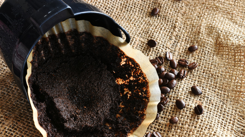 used coffee grounds in a paper filter