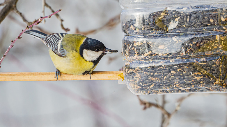 bird perched on a stick feeding from a plastic bird feeder filled with seeds