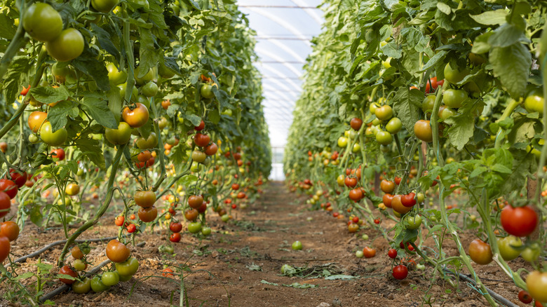 A large garden with plenty of tomatoes growing