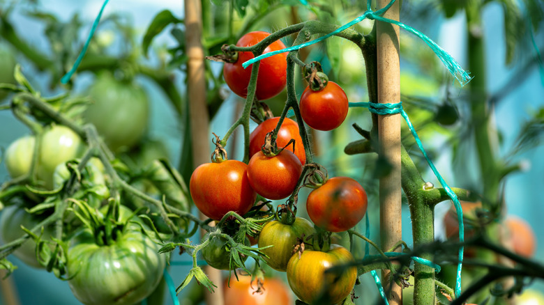 A close-up of ripe tomatoes still attached to the plant