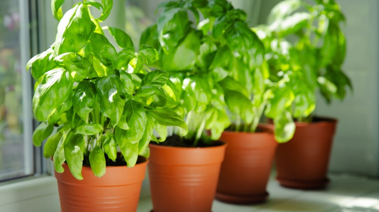 Pots of basil in a kitchen window