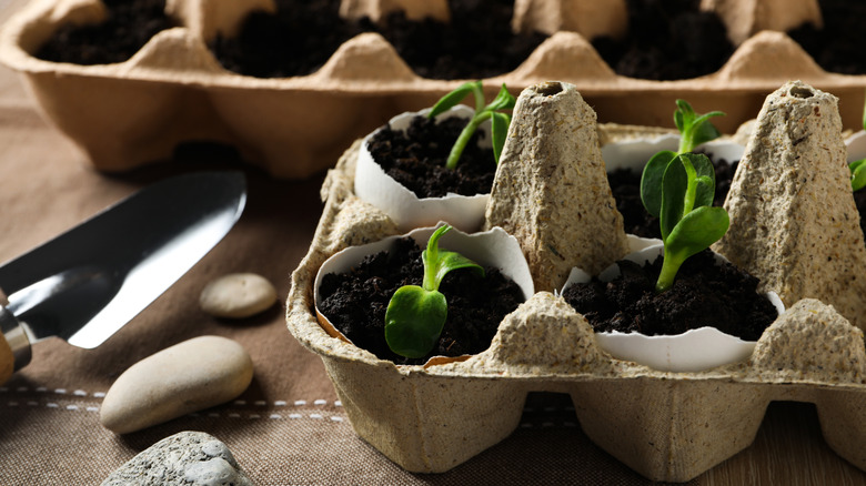 Growing plants in an egg box.