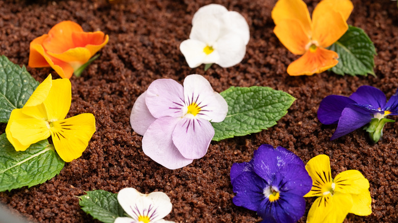 grown-up oreo dirt cake