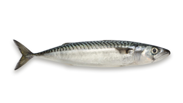A single fish