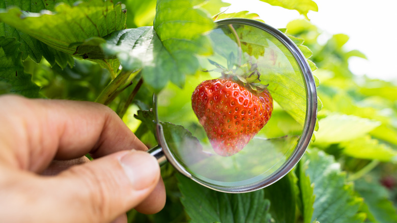 Magnified strawberry
