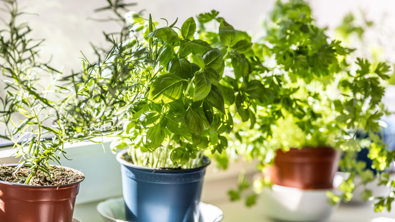 fresh green herbs growing in windowsill