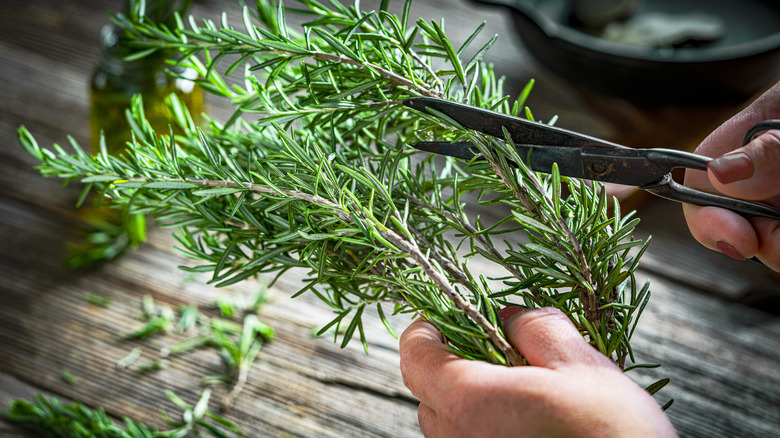 hand cutting sprigs of rosemary