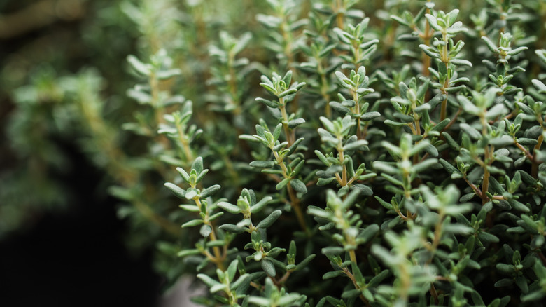 thyme stems with blurred thyme in background