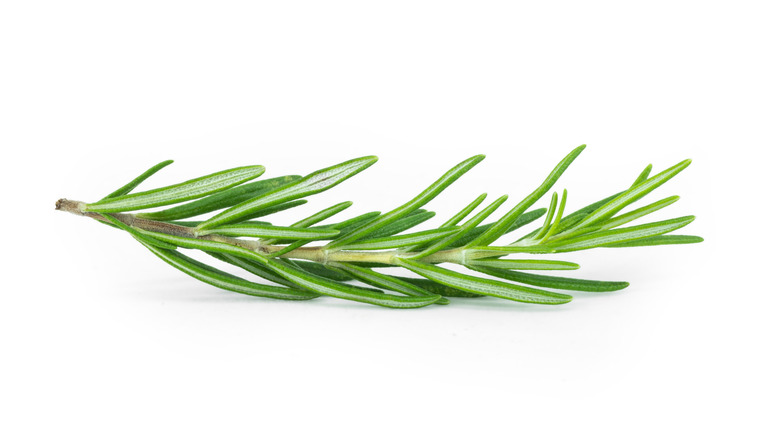 sprig of rosemary on white background