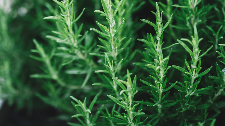 rosemary stems against a blurred background of more rosemary