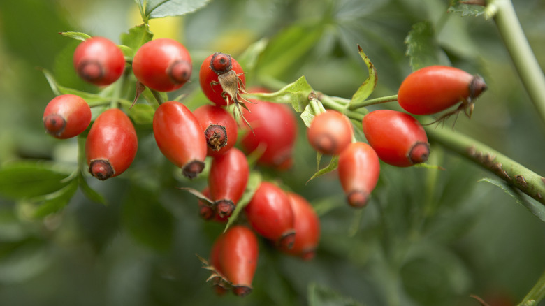 cluster of rosehips against green background