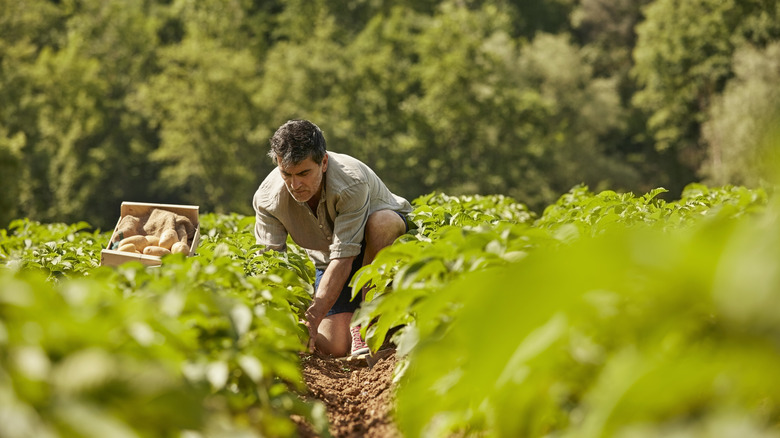 Man working in potato field