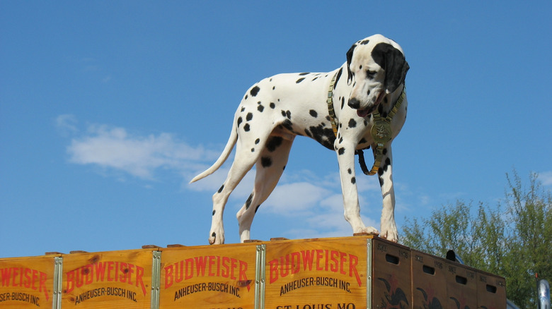 A Dalmatian standing on top of a Budweiser carriage