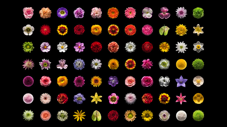 flowers arranged on black background