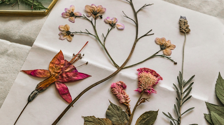pressed flowers lying on white fabric