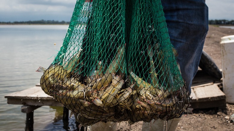 a net containing wild-caught shrimp