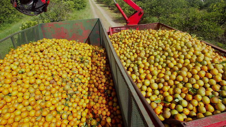 oranges being harvested in Florida