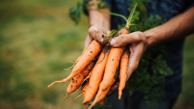 Hands holding just-picked carrots